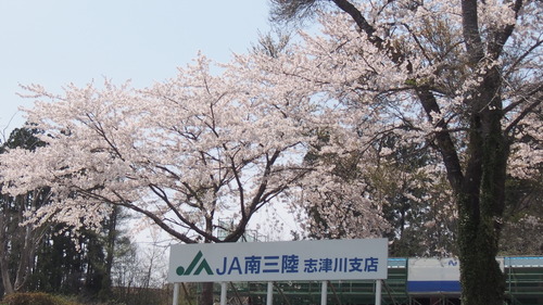 JA南三陸 (1).JPG